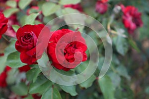 Two wild red roses blossom, nature flowers photography