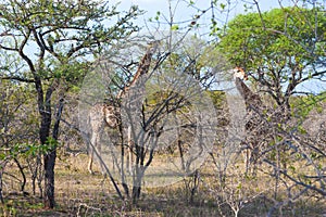Two Wild Reticulated Giraffe and African landscape in national Kruger Park in UAR