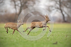 Two wild roe deer bucks chasing each other in spring nature.