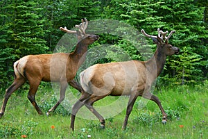 Two wild running deers