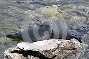 Two wild seals