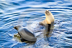 Two wild seals interacting in blue sea water