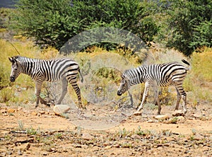 Two wild small zebras