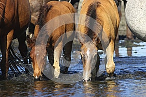 Two wild sorrel foals drinking water