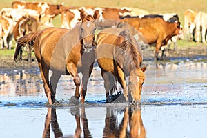 Two wild sorrel horses drinking water