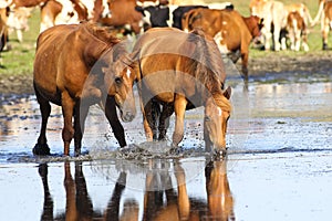 Two wild sorrel horses drinking water