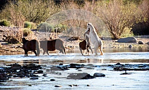 Two wild stallions battle for dominance of nearby wild horse mares