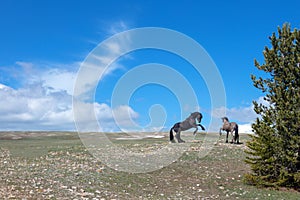 Two wild stallions fighting on the mountaintop in Montana United States