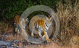 Two wild tiger in the morning twilight in the jungle. India. Bandhavgarh National Park. Madhya Pradesh.