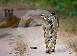 Two wild tiger on the road. India. Bandhavgarh National Park. Madhya Pradesh.