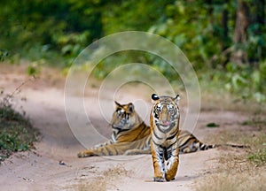 Two wild tiger on the road. India. Bandhavgarh National Park. Madhya Pradesh.