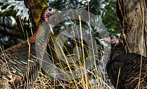 Two Wild Turkey Hens in November