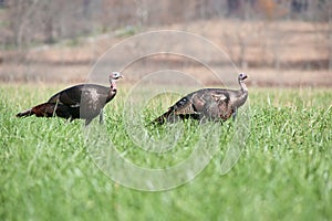 Two wild turkeys