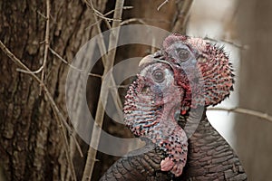 Two wild turkeys in eye to eye combat