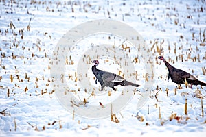 Two wild turkeys walking in a snowy corn field