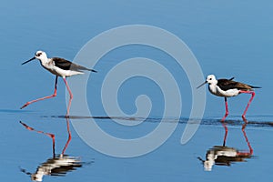 Two wild water birds, photo