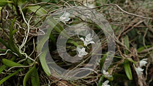 Two wild white orchid flowers and few roots on a wild orchid plant