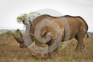 Two wild white rhinoceros eating grass , Kruger National park, South Africa