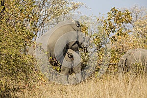 Two wild white rhinoceros mating in the bush, in Kruger Park