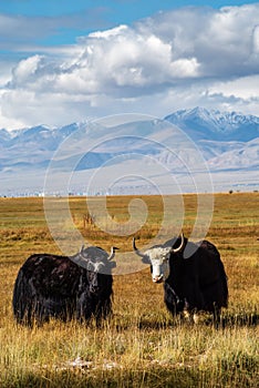 Two wild yaks graze in the autumn steppe against the backdrop of the mountains
