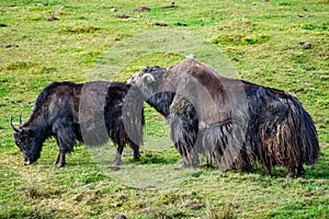 Two wild yaks (Bos mutus) grazing on grass background copy-space