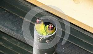 Two Wild Yellow-collared Lovebirds Agapornis personatus at a Nest in a Pipe