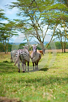 Two Wild zebra staying under tree