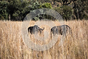 Two wildebeest enjoying the African savannah of the Pilanesberg National Park in South Africa