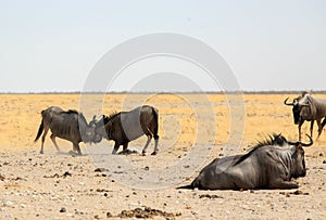 Two Wildebeest with horns locked fighting