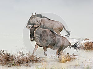 Two wildebeest splashing in lake