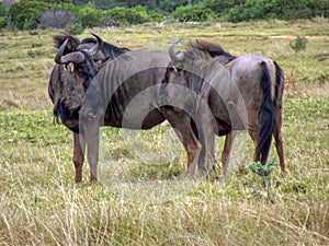 Two Wildebeest looking at each other, natural bushveld, photographed in a game park.