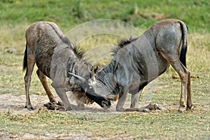 Two Wildebeests