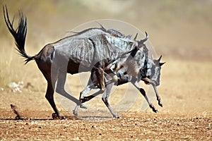 Two wildebeests running through the savannah photo