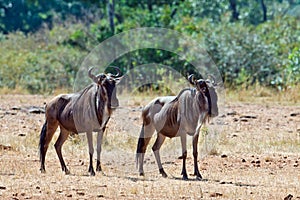 Two wildebeests are in the savannah photo