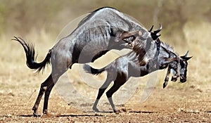 Two wildebeests stands on reare photo