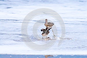 Two willets fighting over territory at Assateague Island