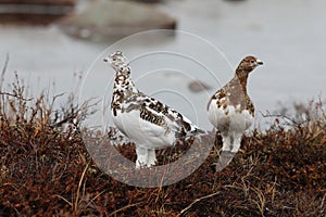 Two willow ptarmigan moulting into their winter plumage photo