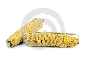 Two wilted corn cob with dry leaves isolated on white