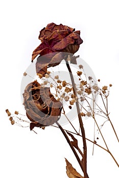 A two wilting rose on white background