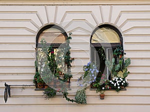 Two windows on the building with various plants and flowers decorated