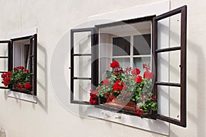Two windows of a small family house, with open exterior window glass frames, decorated with red geraniums
