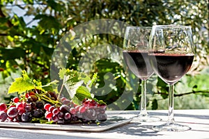 Two wineglass with red wine and ripe pink grapes on white table in the garden in the sunny day