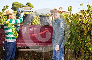 Two winemakers with buckets of ripe grapes during harvest