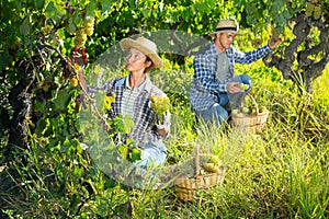 Two winemakers gathering harvest of grapes in vineyard