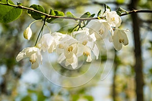 Two Wing Silverbell (halesia diptera) Spring Blooms Hanging from Branch