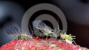 Two winged aphids and an aphid nymph