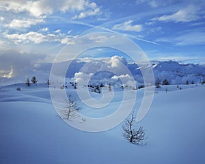 Two winter lonely snowy fir trees on mountainside blue sky background