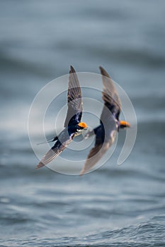 Two wire-tailed swallows fly with matching wings