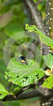 Two wires on a green leaf.