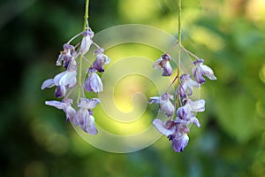 Two Wisteria flowering plant open pendulous racemes containing flowers with purple to violet petals on green leaves background in photo